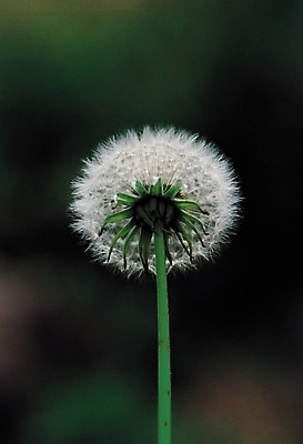포토 JPG 식물 계절 꽃 한송이 씨앗 풍경 근접촬영 사람없음 아웃포커스 봄풍경 봄 민들레 민들레홀씨 국내포토 1 뷰포인트 촬영기법 송이 파일형식