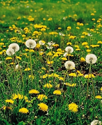 포토 JPG 주간 식물 계절 꽃 꽃밭 자연 씨앗 풍경 사람없음 야외 봄풍경 봄 들꽃 민들레 민들레홀씨 국내포토 자연요소 생태계 파일형식