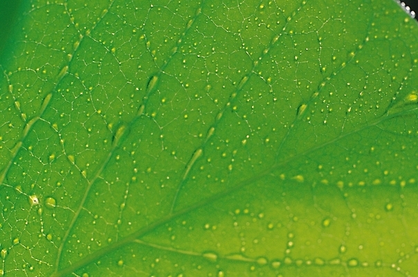 포토 JPG 식물 컬러 잎 나뭇잎 근접촬영 사람없음 초록색 물방울 이슬 잎맥 국내포토 뷰포인트 파일형식