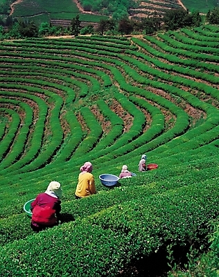 포토 JPG 주간 계절 여자 밭 자동차 자연 노동자 사람 풍경 여러명 야외 뒷모습 초록색 여름 계단식 녹차밭 밭일 아낙 잎차 여자만 국내포토 자연요소 직업 육상교통 뷰포인트 컬러 다수 농업 차_음료 녹차 생태계 파일형식