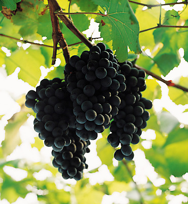 포토 JPG 주간 식물 웰빙 계절 열매 잎 과일 포도 사람없음 야외 아웃포커스 초록색 여름 나뭇가지 유기농 포도송이 포도나무 포도알 먹포도 국내포토 자연요소 나무 컬러 촬영기법 과일나무 파일형식