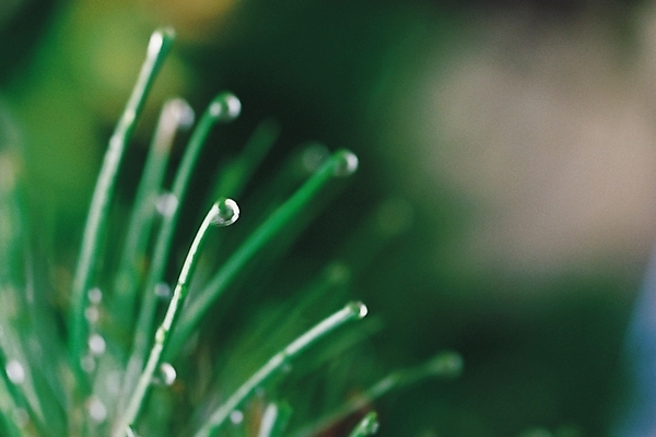 포토 JPG 식물 계절 잎 근접촬영 사람없음 아웃포커스 초록색 여름 물방울 이슬 솔잎 국내포토 뷰포인트 컬러 촬영기법 파일형식