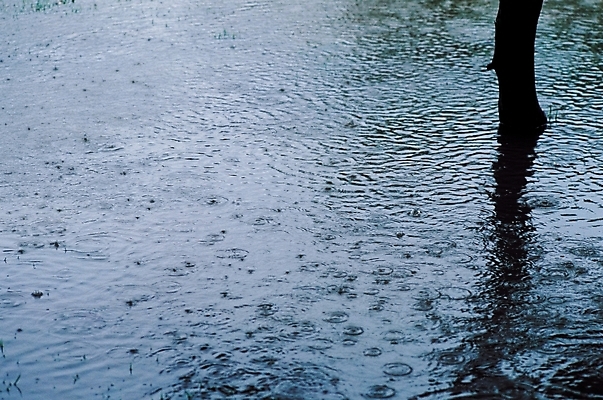 포토 JPG 주간 나무 식물 계절 자연현상 자연 날씨 그림자 사람없음 야외 물 여름 비 빗방울 장마 빗물 국내포토 자연요소 비_날씨 생태계 파일형식
