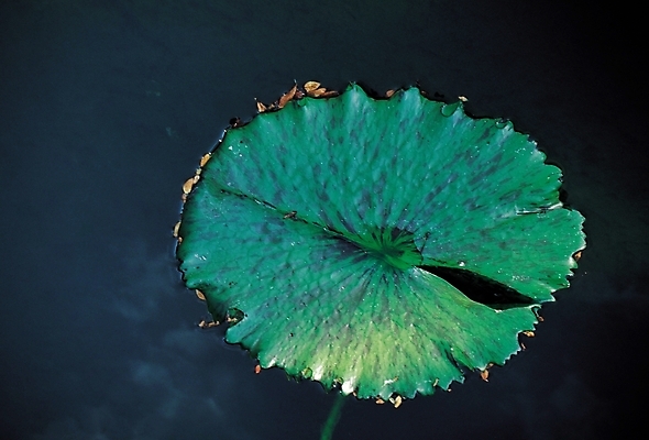 포토 JPG 주간 식물 사계절 계절 컬러 잎 풍경 사람없음 야외 초록색 연못 연잎 수련잎 국내포토 자연요소 파일형식