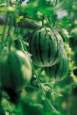 포토 JPG 주간 식물 웰빙 계절 열매 컬러 과일 여름음식 수박 사람없음 야외 아웃포커스 초록색 여름 농장 과수원 수박밭 제철음식 제철과일 국내포토 자연요소 음식 밭 농업 촬영기법 제철 파일형식 여름_계절