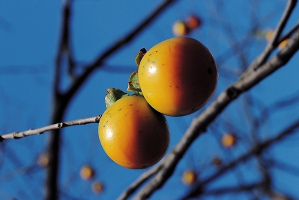 포토 JPG 주간 나무 식물 계절 열매 과일 하늘 감 사람없음 야외 아웃포커스 가을풍경 가을 나뭇가지 과일나무 감나무 국내포토 자연요소 촬영기법 풍경 파일형식 가을_계절