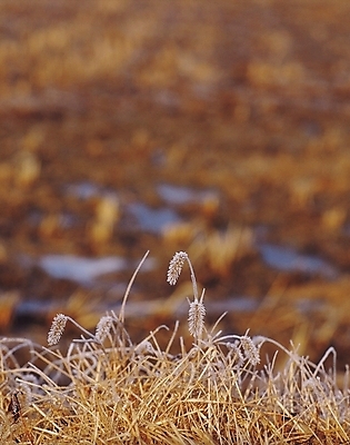 포토 JPG 주간 식물 계절 겨울 풍경 초원 사람없음 야외 풀 건초 서리 강아지풀 입동 국내포토 자연요소 절기 한해살이풀 파일형식