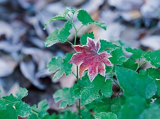 포토 JPG 주간 식물 사계절 단풍 잎 자연 단풍나무 나뭇잎 사람없음 야외 아웃포커스 가을풍경 새벽 가을 풀 풀잎 서리 국내포토 자연요소 나무 계절 촬영기법 풍경 풀_식물 생태계 파일형식 가을_계절