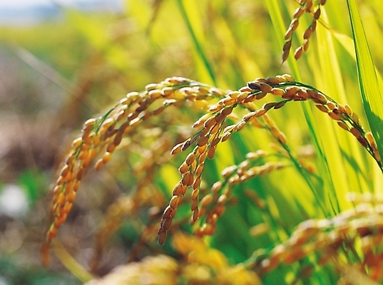 포토 JPG 주간 식물 계절 곡류 사람없음 야외 아웃포커스 농작물 가을풍경 추수 벼 가을 추분 벼농사 벼이삭 국내포토 자연요소 농업 촬영기법 풍경 농사 절기 이삭 파일형식 가을_계절