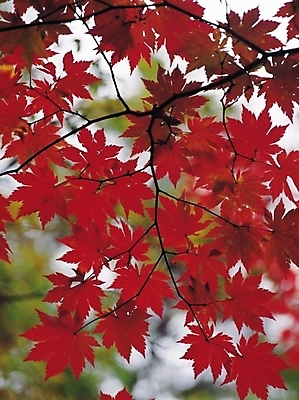 포토 JPG 주간 나무 식물 계절 컬러 단풍 잎 자연 단풍나무 나뭇잎 사람없음 야외 빨간색 가을풍경 가을 나뭇가지 국내포토 자연요소 풍경 생태계 파일형식 가을_계절