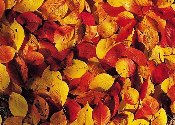 포토 JPG 식물 계절 컬러 백그라운드 낙엽 잎 나뭇잎 사람없음 빨간색 햇빛 노란색 가을풍경 가을 국내포토 풍경 태양 파일형식 가을_계절