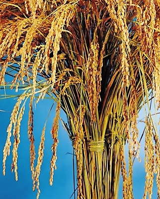 포토 JPG 식물 계절 곡류 사람없음 농작물 가을풍경 수확 추수 벼 가을 벼농사 벼이삭 국내포토 농업 풍경 농사 이삭 파일형식 가을_계절