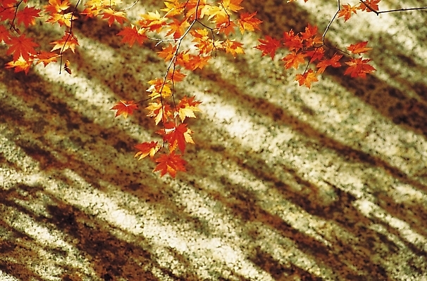 포토 JPG 주간 나무 식물 계절 컬러 단풍 잎 자연 단풍나무 그림자 사람없음 야외 빨간색 노란색 가을풍경 가을 나뭇가지 국내포토 자연요소 풍경 생태계 파일형식 가을_계절