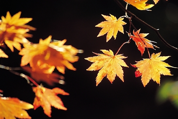 포토 JPG 주간 나무 식물 계절 컬러 단풍 잎 자연 단풍나무 나뭇잎 사람없음 야외 아웃포커스 빨간색 노란색 가을풍경 가을 나뭇가지 국내포토 자연요소 촬영기법 풍경 생태계 파일형식 가을_계절