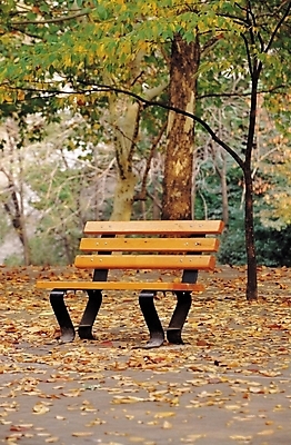 포토 JPG 주간 나무 식물 사계절 공원 단풍 낙엽 잎 벤치 의자 자연 단풍나무 나뭇잎 사람없음 야외 가을풍경 가을 국내포토 자연요소 계절 공공시설 가구 풍경 생태계 파일형식 가을_계절