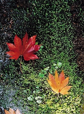 포토 JPG 주간 나무 식물 컬러 단풍 잎 자연 단풍나무 나뭇잎 이끼 사람없음 야외 빨간색 노란색 가을풍경 가을 국내포토 자연요소 계절 풍경 생태계 파일형식 가을_계절