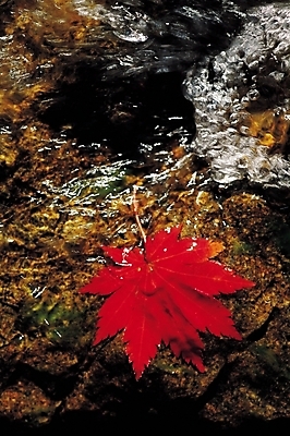 포토 JPG 주간 식물 계절 컬러 단풍 잎 자연 단풍나무 나뭇잎 사람없음 야외 빨간색 물 가을풍경 젖음 가을 돌_바위 바위 국내포토 자연요소 나무 풍경 생태계 파일형식 가을_계절