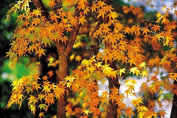 포토 JPG 주간 나무 식물 계절 컬러 단풍 잎 자연 단풍나무 나뭇잎 사람없음 야외 노란색 가을풍경 가을 국내포토 자연요소 풍경 생태계 파일형식 가을_계절