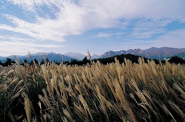 포토 JPG 주간 식물 구름 계절 자연 하늘 산 갈대 풍경 초원 사람없음 야외 가을풍경 가을 갈대밭 갈대숲 국내포토 자연요소 숲 생태계 파일형식 가을_계절 갈대_식물