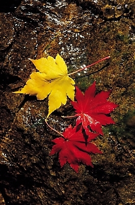 포토 JPG 주간 식물 계절 컬러 단풍 잎 자연 단풍나무 나뭇잎 사람없음 야외 빨간색 물 노란색 가을풍경 젖음 가을 돌_바위 바위 국내포토 자연요소 나무 풍경 생태계 파일형식 가을_계절