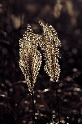 포토 JPG 주간 식물 계절 잎 갈대 초원 사람없음 야외 아웃포커스 가을풍경 가을 풀 국내포토 자연요소 촬영기법 풍경 파일형식 가을_계절