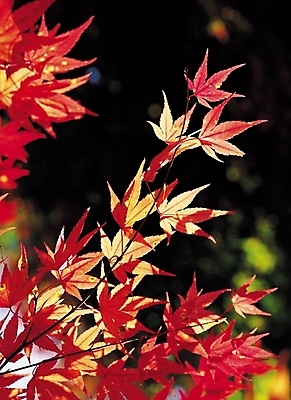 포토 JPG 주간 나무 식물 계절 단풍 잎 자연 단풍나무 나뭇잎 사람없음 야외 아웃포커스 빨간색 햇빛 노란색 가을풍경 가을 나뭇가지 국내포토 자연요소 컬러 촬영기법 풍경 태양 생태계 파일형식 가을_계절