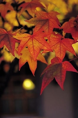 포토 JPG 나무 식물 계절 단풍 잎 자연 단풍나무 나뭇잎 사람없음 아웃포커스 빨간색 노란색 가을풍경 가을 국내포토 컬러 촬영기법 풍경 생태계 파일형식 가을_계절