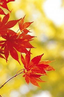 포토 JPG 주간 나무 식물 계절 컬러 단풍 잎 자연 단풍나무 나뭇잎 사람없음 야외 아웃포커스 빨간색 노란색 가을풍경 가을 국내포토 자연요소 촬영기법 풍경 생태계 파일형식 가을_계절