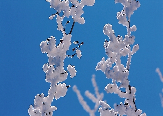 포토 JPG 주간 나무 식물 계절 설경 겨울 하늘 눈꽃 풍경 사람없음 야외 나뭇가지 눈 국내포토 자연요소 날씨 눈_날씨 파일형식
