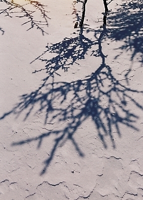 포토 JPG 주간 나무 식물 계절 겨울 그림자 풍경 사람없음 야외 국내포토 자연요소 파일형식