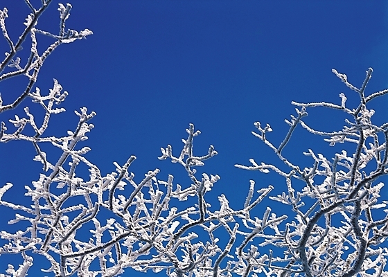포토 JPG 주간 나무 식물 계절 설경 겨울 하늘 눈꽃 풍경 사람없음 야외 쌓기 나뭇가지 눈 국내포토 자연요소 모션 날씨 눈_날씨 파일형식