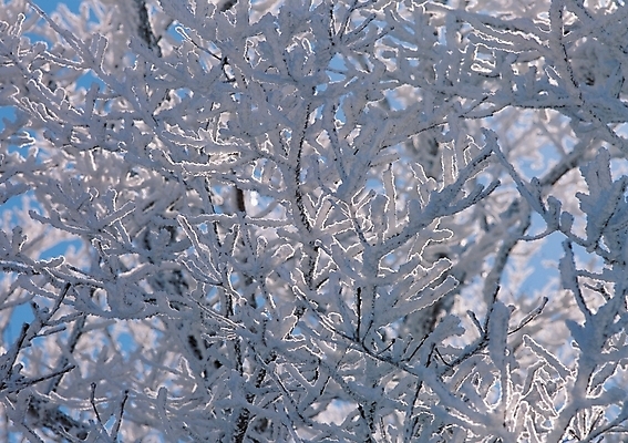 포토 JPG 주간 나무 식물 계절 설경 겨울 하늘 눈꽃 풍경 사람없음 야외 쌓기 나뭇가지 눈 국내포토 자연요소 모션 날씨 눈_날씨 파일형식