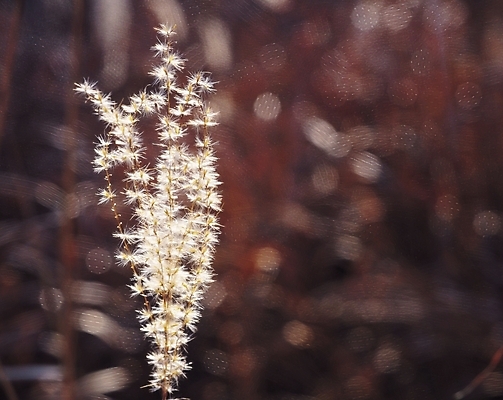 포토 JPG 주간 식물 계절 갈대 초원 사람없음 야외 아웃포커스 가을풍경 가을 풀 국내포토 자연요소 촬영기법 풍경 파일형식 가을_계절