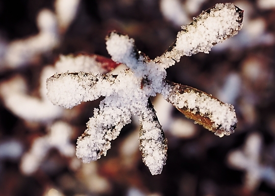 포토 JPG 주간 나무 식물 계절 겨울 나뭇잎 눈꽃 풍경 근접촬영 사람없음 야외 아웃포커스 눈 국내포토 자연요소 뷰포인트 잎 날씨 눈_날씨 촬영기법 파일형식