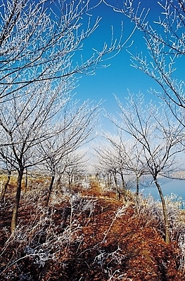 포토 JPG 주간 나무 식물 계절 호수 겨울 자연 하늘 날씨 눈꽃 풍경 사람없음 야외 강 눈 앙상함 국내포토 자연요소 눈_날씨 생태계 파일형식