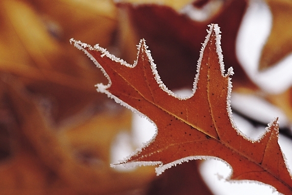 포토 JPG 식물 계절 낙엽 잎 겨울 나뭇잎 눈꽃 풍경 사람없음 아웃포커스 눈 국내포토 자연요소 날씨 눈_날씨 촬영기법 파일형식