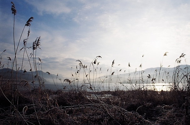 포토 JPG 주간 식물 구름 계절 호수 겨울 자연 하늘 산 갈대 풍경 사람없음 야외 강 가을풍경 가을 저녁 강가 갈대밭 갈대숲 국내포토 자연요소 야간 숲 생태계 파일형식 가을_계절 갈대_식물