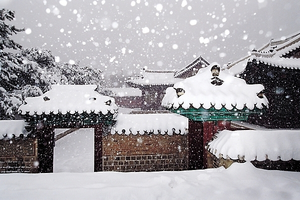 포토 JPG 주간 나무 식물 한국문화 한국전통 전통 시설물 계절 건축 고건축 설경 겨울 자연현상 날씨 출입구 한옥 기와 기와집 풍경 사람없음 야외 쌓기 문 동양건축 눈 대문 대설 눈내림 국내포토 자연요소 동양문화 건축물 모션 자연 한국 눈_날씨 절기 파일형식 동양