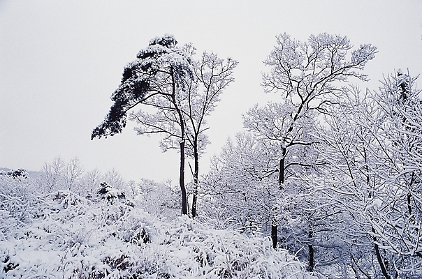포토 JPG 주간 나무 식물 계절 설경 겨울 자연 하늘 산 눈꽃 풍경 사람없음 야외 설원 눈 대설 국내포토 자연요소 날씨 눈_날씨 절기 생태계 파일형식