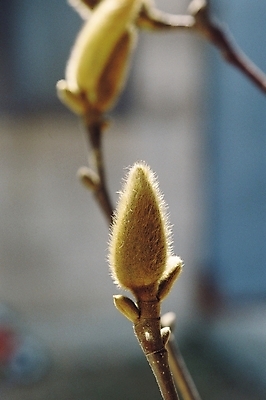 포토 JPG 나무 식물 계절 자연 풍경 근접촬영 사람없음 아웃포커스 새싹 봄풍경 봄 나뭇가지 국내포토 뷰포인트 촬영기법 생태계 파일형식