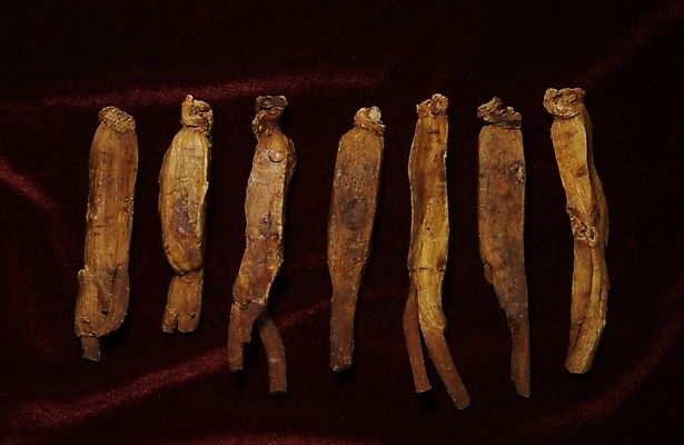 포토 JPG 식물 의학 사람없음 치료 약 한의학 약재 한약재 한약 수삼 홍삼 국내포토 삼 파일형식