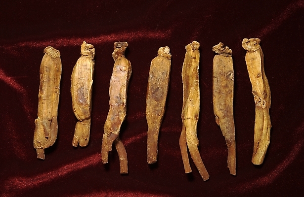 포토 JPG 식물 의학 사람없음 치료 약 한의학 약재 한약재 한약 수삼 홍삼 국내포토 삼 파일형식