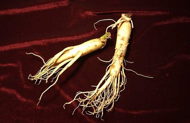 포토 JPG 식물 의학 사람없음 치료 약 한의학 약재 한약재 인삼 한약 수삼 국내포토 삼 파일형식