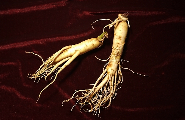 포토 JPG 식물 의학 사람없음 치료 약 한의학 약재 한약재 인삼 한약 수삼 국내포토 삼 파일형식