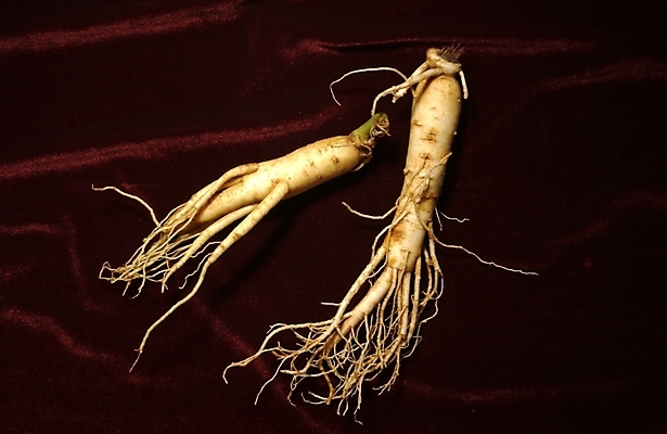 포토 JPG 식물 의학 사람없음 치료 약 한의학 약재 한약재 인삼 한약 수삼 국내포토 삼 파일형식