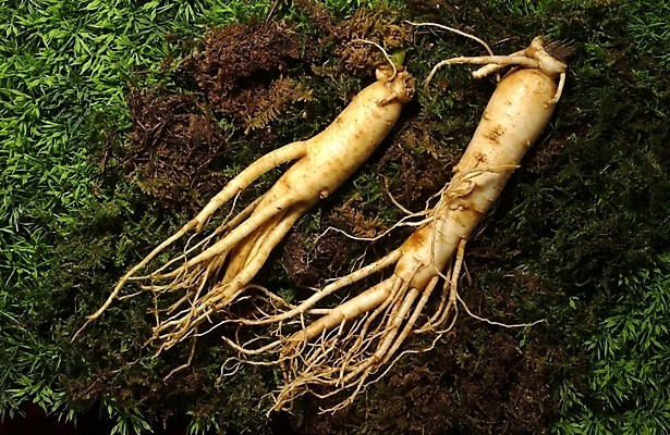 포토 JPG 식물 의학 사람없음 치료 약 한의학 약재 한약재 인삼 한약 수삼 국내포토 삼 파일형식