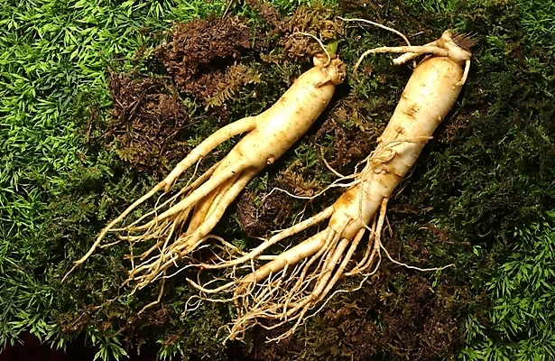 포토 JPG 식물 의학 사람없음 치료 약 한의학 약재 한약재 인삼 한약 수삼 국내포토 삼 파일형식