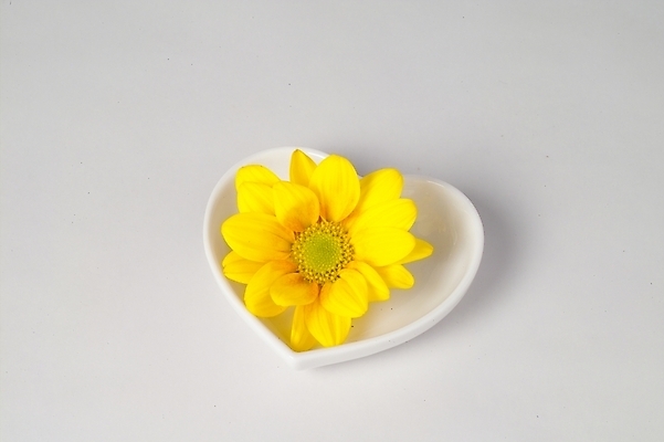 포토 JPG 스튜디오촬영 식물 그릇 접시 꽃 생활용품 사람없음 인테리어 노란색 하트 도자기 하트접시 국내포토 모양 식기 디자인 컬러 실내 오브젝트 파일형식