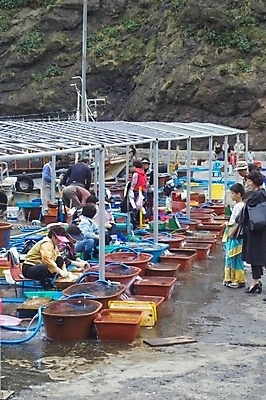 포토 JPG 주간 여자 바다 섬 자연 생물 어업 사람 풍경 성인 야외 항구 도시 시장 칼 오징어 울릉도 수산시장 도동항 어시장 여자만 성인여자만 성인만 국내포토 자연요소 산업 교통시설 연체동물 수중동물 경상북도 생태계 파일형식