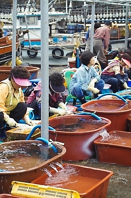 포토 JPG 주간 여자 바다 섬 자연 생물 어업 사람 풍경 성인 야외 항구 도시 시장 칼 오징어 울릉도 수산시장 도동항 어시장 여자만 성인여자만 성인만 국내포토 자연요소 산업 교통시설 연체동물 수중동물 경상북도 생태계 파일형식
